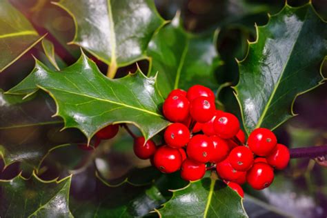 How To Grow Holly Bushes - Add Evergreen Beauty To Your Landscape!