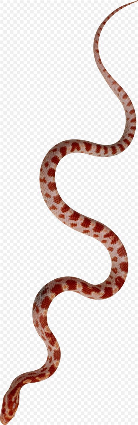 Kingsnakes Reptile Vertebrate Colubridae PNG 993x3052px Snake