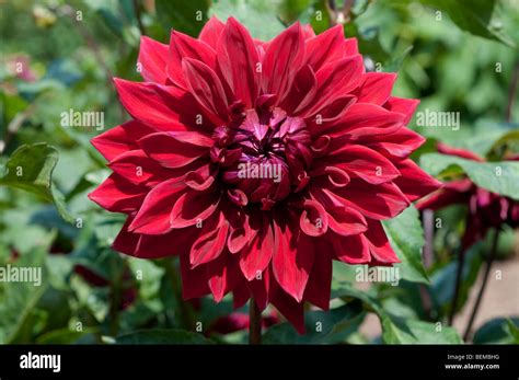 Gipsy Boy Hi Res Stock Photography And Images Alamy