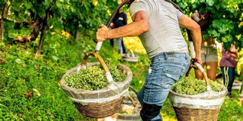 Vendemmia Un Esperienza Da Vivere In Cantina Divinea