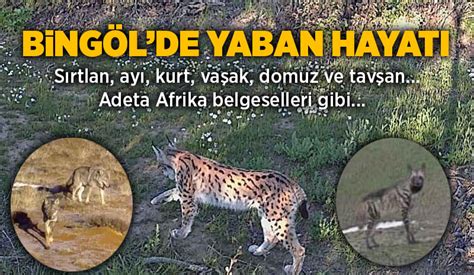 Yaban hayatı fotokapanlara yansıdı