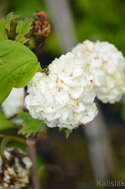 Viburnum Opulus Roseum Kalina Koralowa