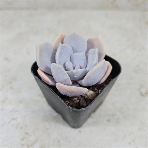 Echeveria Asante Sana Succulent Live Plant Etsy