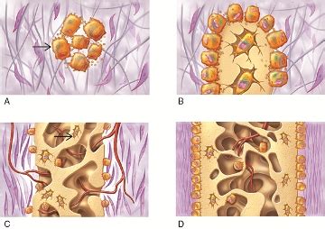 BIOL 2301 - CH 6 Chapter Test Flashcards | Quizlet 