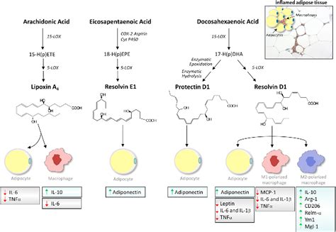 Pdf Resolvins Specialized Proresolving Lipid Mediators And Their