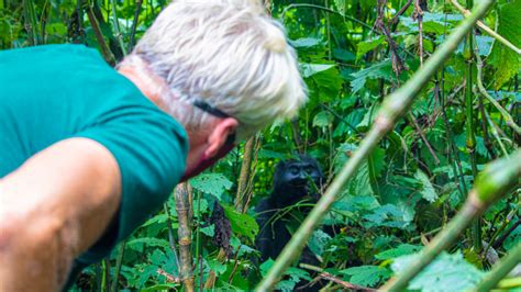 The Remarkable Gorilla Trekking Uganda Experience ATW Holidays Africa