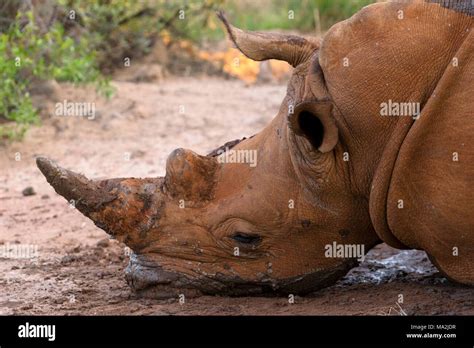 Rolling In Mud Hi Res Stock Photography And Images Alamy