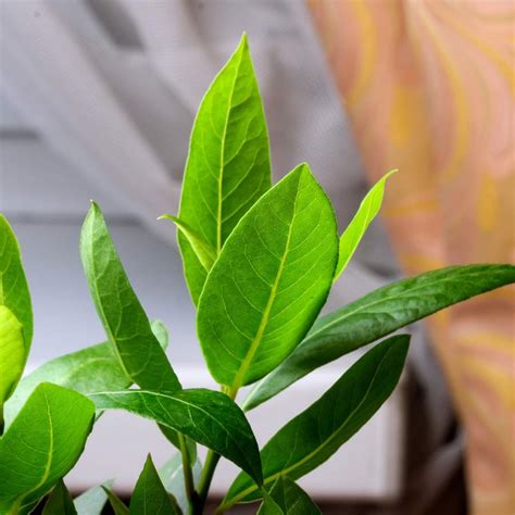 Cómo Plantar Tu Propio Laurel En Maceta Para Tener Siempre Hojas