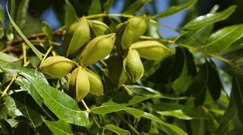 Pecan Trees And Zinc What You Need To Know Treenewal