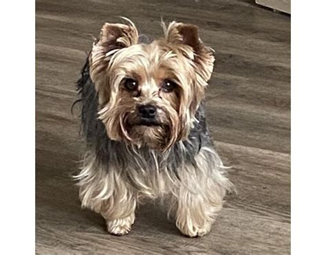 Prescott Az Yorkie Yorkshire Terrier Meet Victoria A Pet For