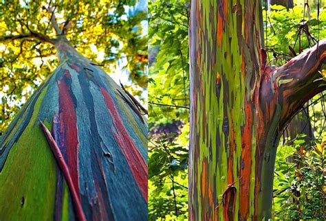 Eucalyptus Deglupta Pohon Pelangi Yang Coraknya Seperti Dilukis