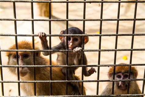 Little monkey in zoo cage stock image. Image of monkey - 126004375