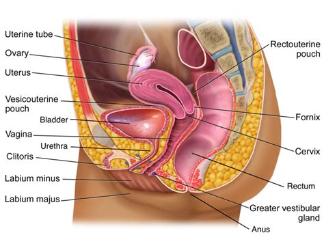 Nerve Damage To The Vaginal Cuff After Total Hysterectomy