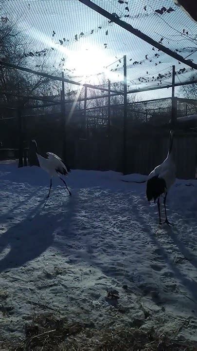 #shorts Игра гормонов - YouTube