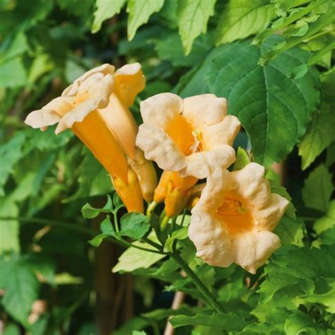 Campsis Radicans Flava