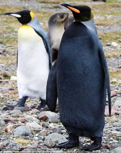 All-black emperor penguin : r/RealLifeShinies