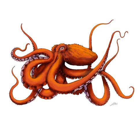 Giant Pacific octopus by BioPictureStudio on DeviantArt