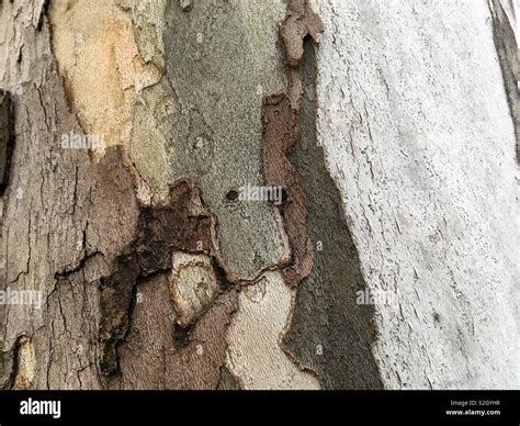 Bark with different colors Stock Photo - Alamy