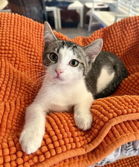 Seminole County Animal... - Seminole County Animal Services