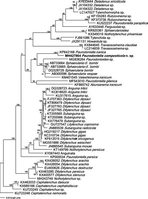 Bayesian Consensus Tree Inferred From S D D Rdna Under Tvm I G