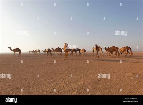 United Arab Emirates Dubai Desert Camel Stock Photo Alamy