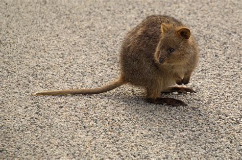 Quokka Pictures | Download Free Images on Unsplash