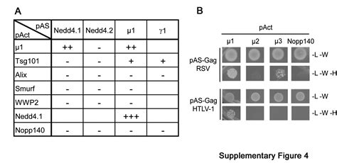 The Clathrin Adaptor Complex Ap Binds Hiv And Mlv Gag And