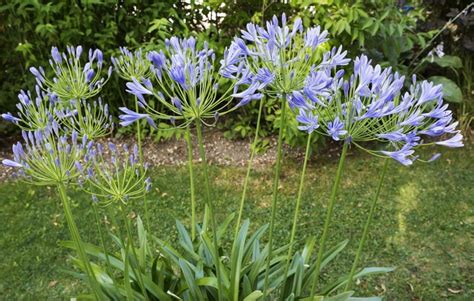 30 fleurs bleues la liste complète des plus belles