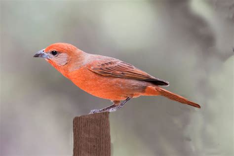 4 Vibrant Tanager Bird Species To Know Birds And Blooms