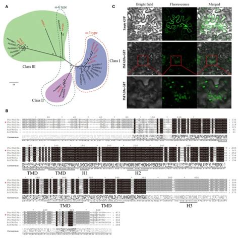 Phylogenetic Expression Analysis And Subcellular Localization Of