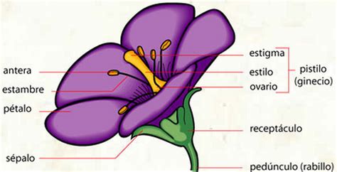 Esquema De Una Flor Tipica Con Todas Sus Partes Imagui