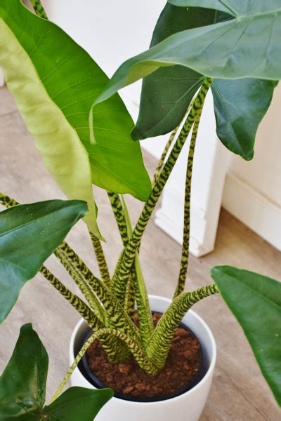 Alocasia Zebrina Kaufen Beim Palmenmann