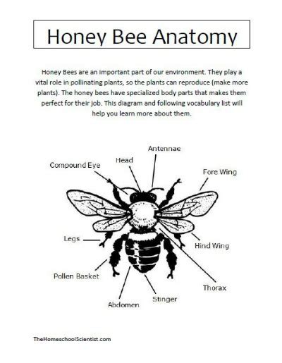 Honey Bee Anatomy Printable Lesson - The Homeschool Scientist