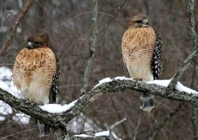 Red Shoulder Hawk / Natural History