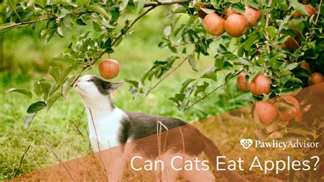 Can Cats Eat Apples Heres Everything You Need To Know Pawlicy Advisor