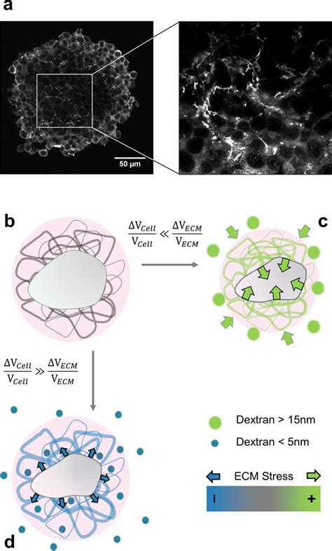 Extracellular Matrix In Multicellular Aggregates Acts As A Pressure