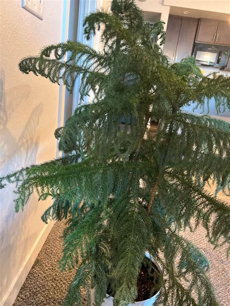 Help diagnose my Norfolk pine houseplant : r/houseplants