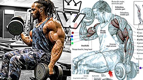 Bigger Arms Workout Biceps Triceps YouTube