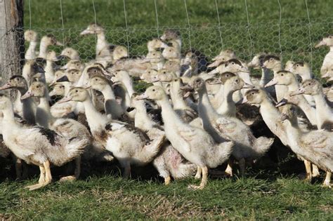 Grippe Aviaire Un Foyer D Couvert En Belgique La M Tropole De Lille