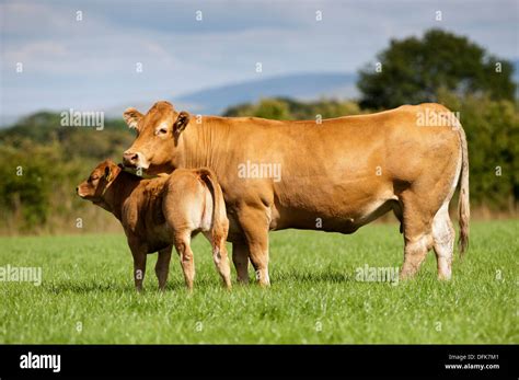 Beef Cow And Calf