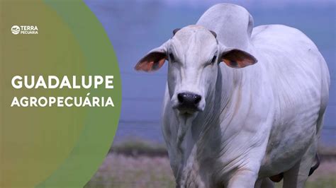 TERRA PECUÁRIA LEILÃO TOUROS GUADALUPE AGROPECUÁRIA 2022 YouTube