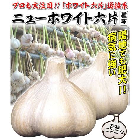 ニンニク 種球 ニューホワイト六片 500g にんにくの種 ガーリック 家庭菜園 暖地向きニンニク 高級ニンニク ホワイト 育てやすい