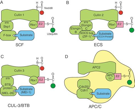 Schematic Representations Of Different Cullin Ring Ubiquitin Ligases Download Scientific