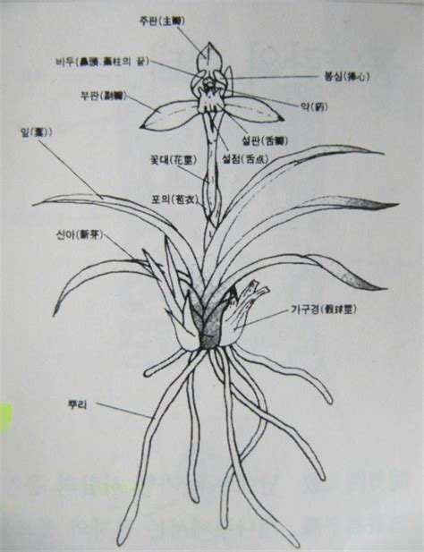 蘭입문 난꽃의 구조와 특징 난과함께