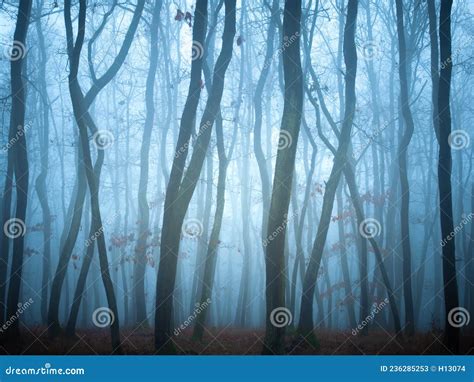 Floresta Misteriosa Neblina Imagem De Stock Imagem De N Voa