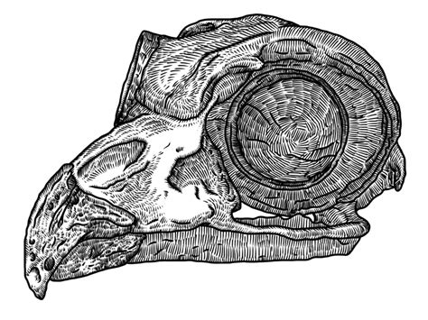 Great Horned Owl Skull