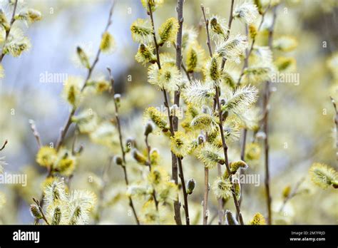 Salix Caprea Goat Willow Pussy Willow Or Great Sallow Stock Photo Alamy