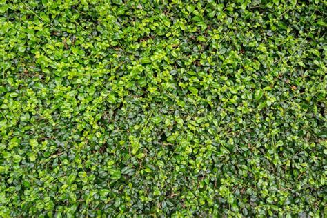 Green Wall Texture Seamless Seamless Stone Cliff Face Mountain Texture