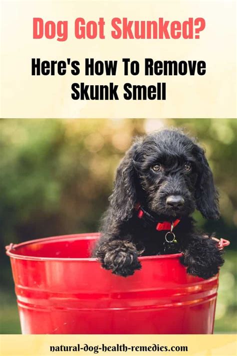 How to Remove Skunk Smell from Dogs