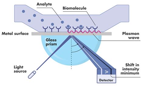 Surface Plasmon Resonance Assay Services Reaction Biology